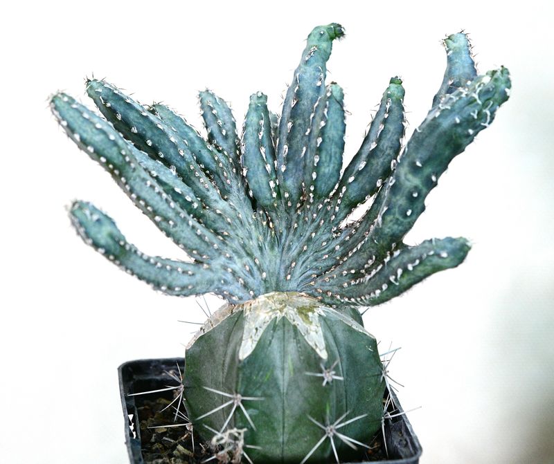 Monvillea Spegazzinii Forma Crest (Type B)  (Syn: Cereus Spegazzinii)