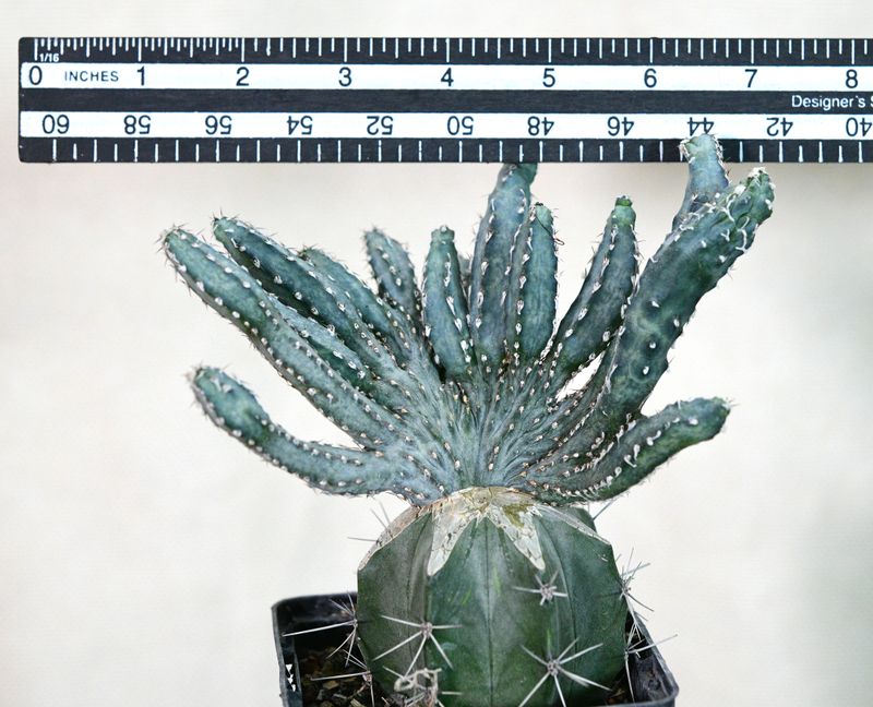 Monvillea Spegazzinii Forma Crest (Type B)  (Syn: Cereus Spegazzinii)