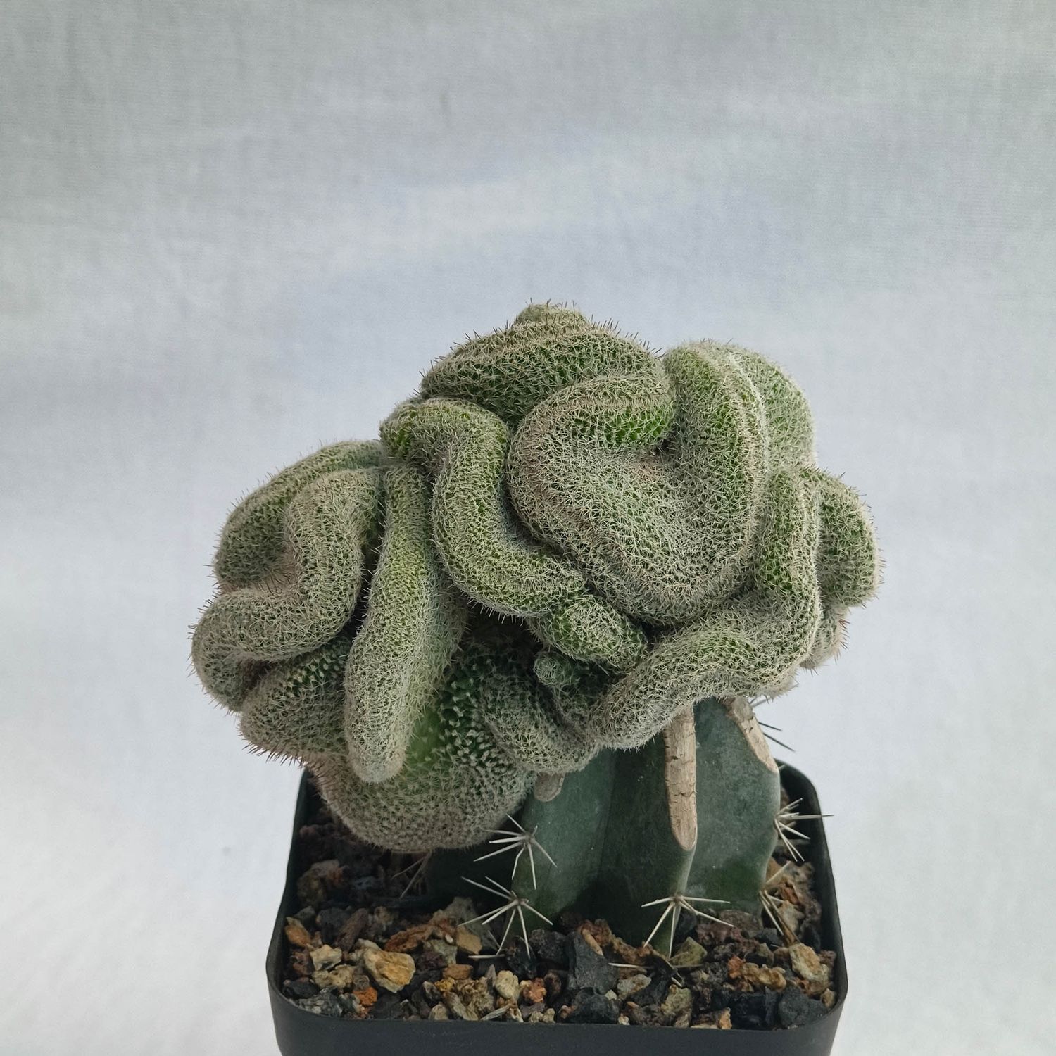 Mammillaria perbella crest