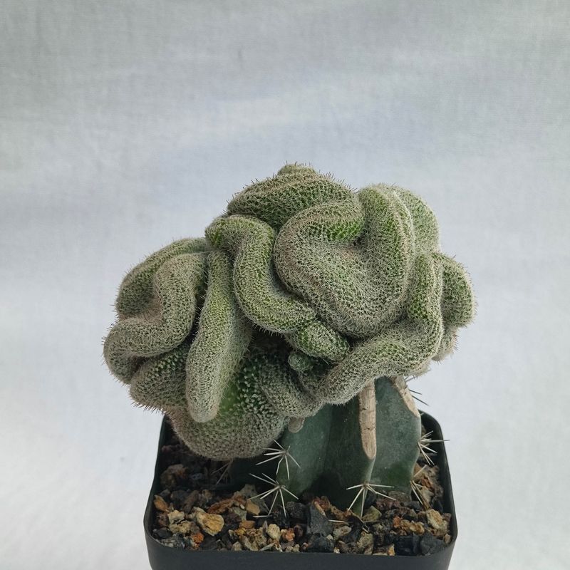 Mammillaria perbella crest