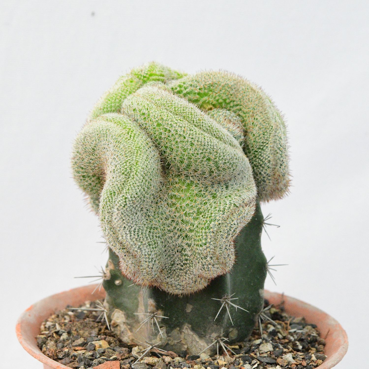 Mammillaria perbella crest Mammillaria perbella crest
