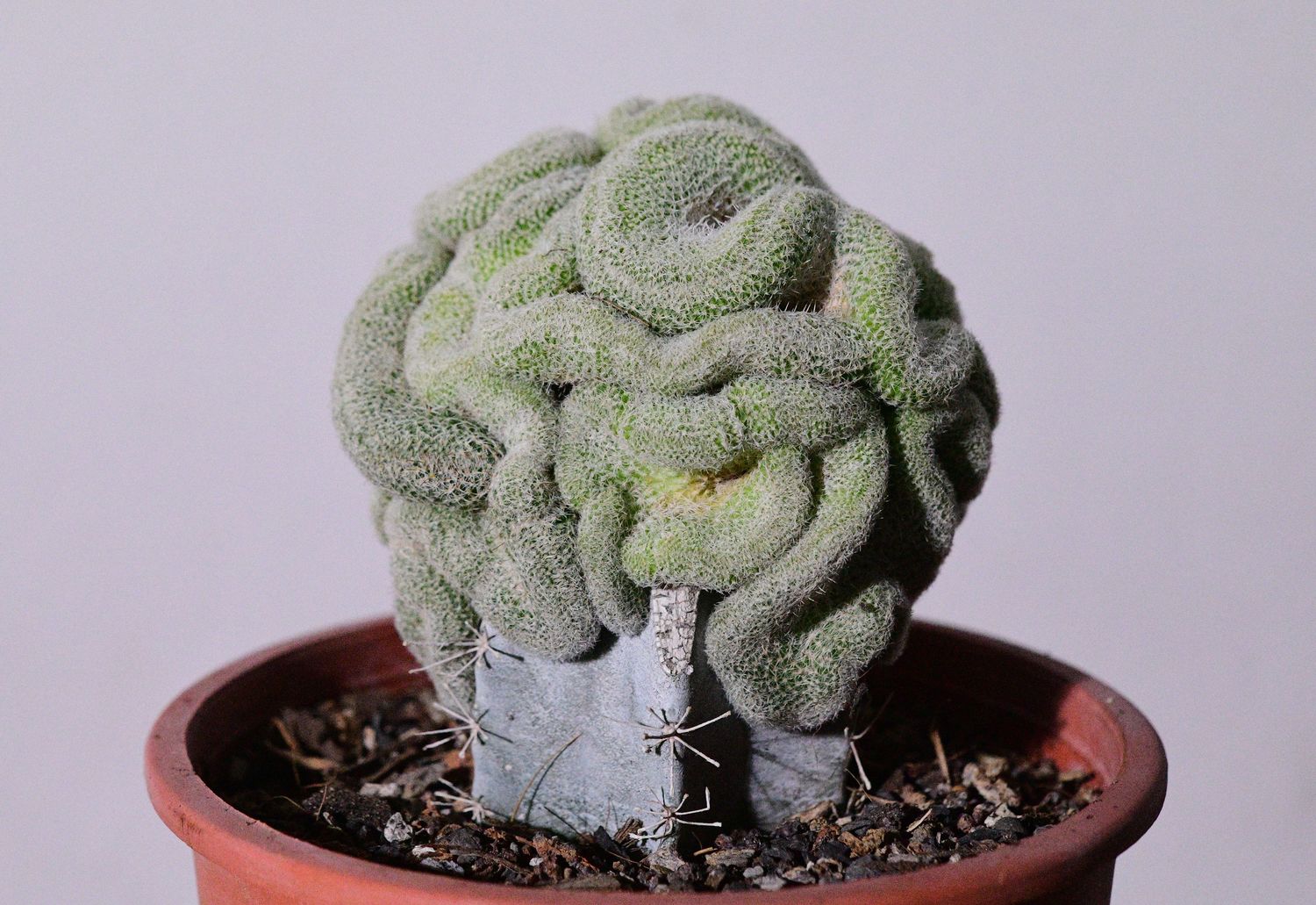 Mammillaria perbella crest Mammillaria perbella crest front view