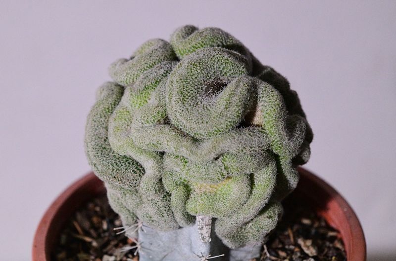 Mammillaria perbella crest front view, different angle