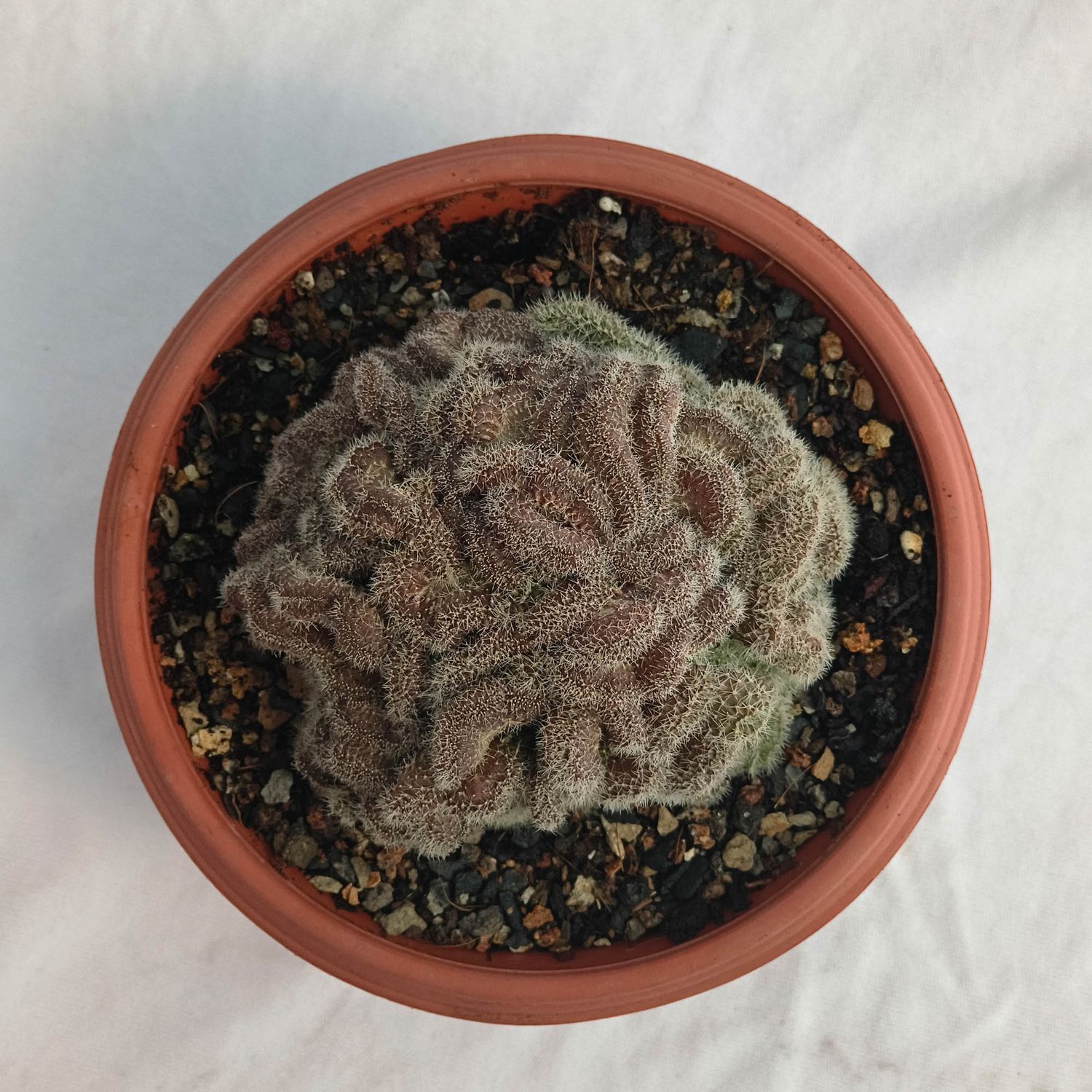 Echinopis CREST