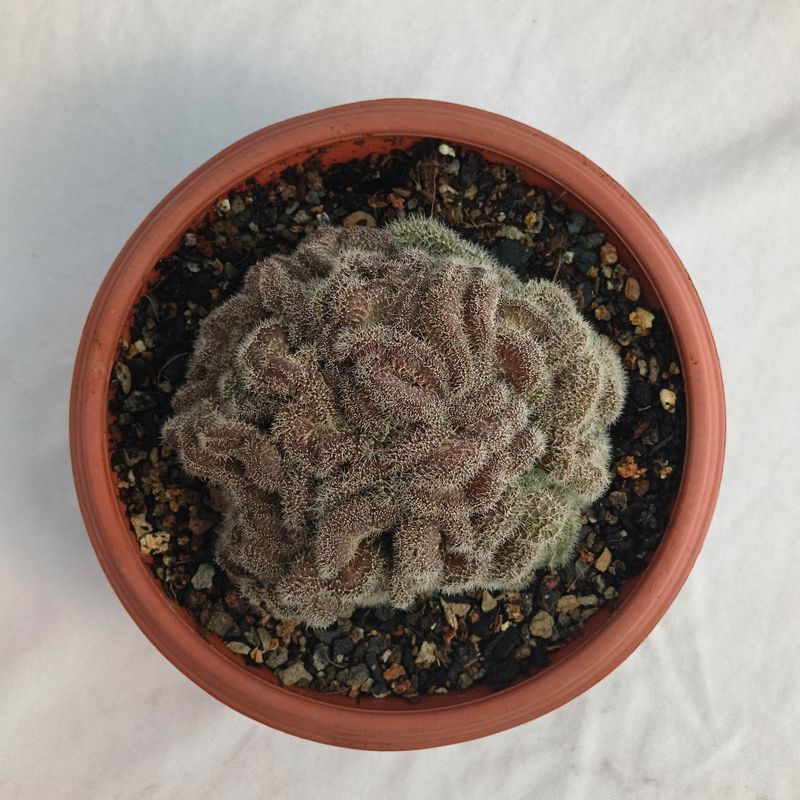 Echinopis CREST