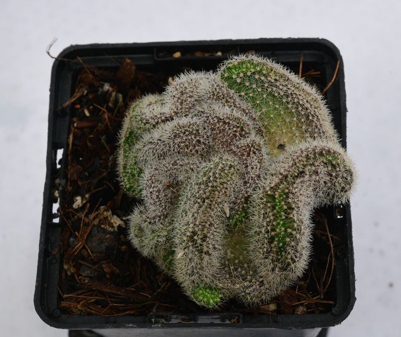 Echinopis Crest