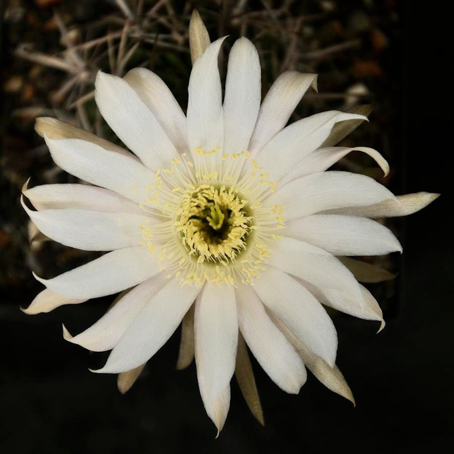 Lobivia ferox Mal Paso , Culpina