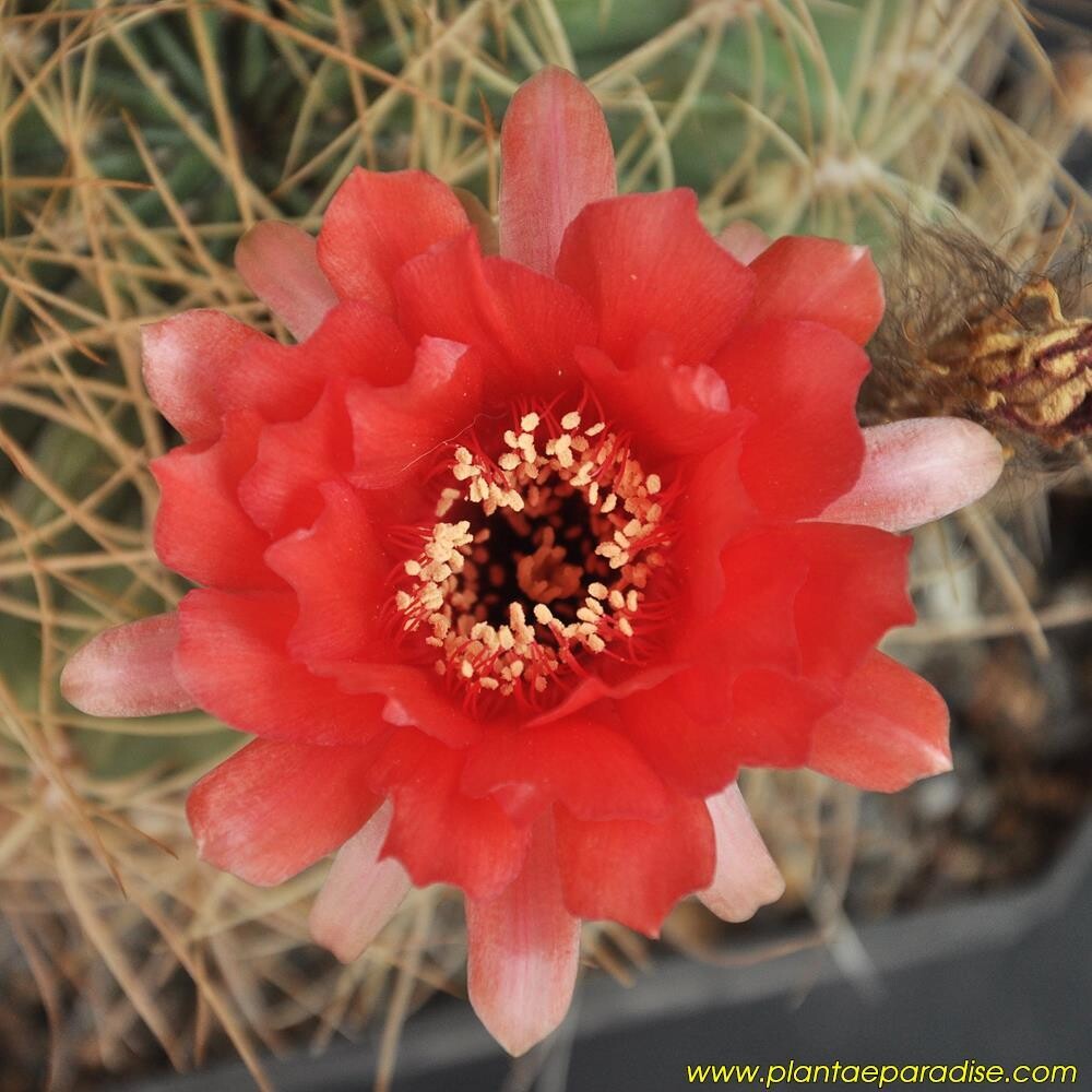 Lobivia chrysochete - Flower