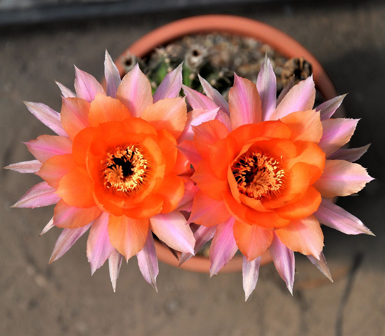 Echinopsis Hybrid Orange Peel- Flower