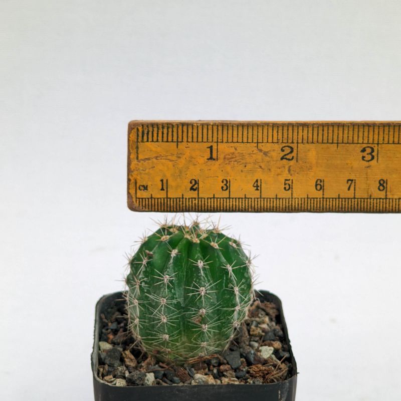Echinopsis Hybrid Orange Peel with ruler for size reference