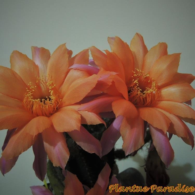 Echinopsis Hybrid Orange Peel in bloom with orange flowers