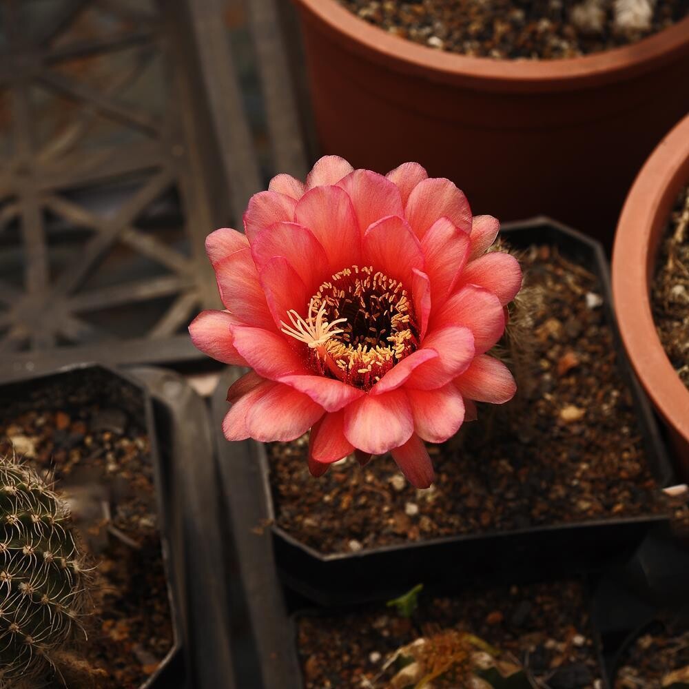 Trichocerous hybrid Buena vista Trichocerous hybrid Buena vista- Flower