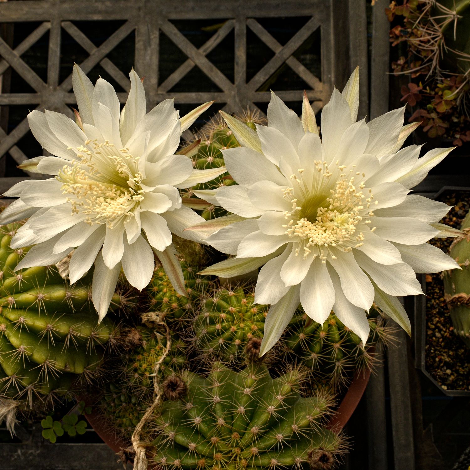 Echinopsis hybrid ( White Flower)