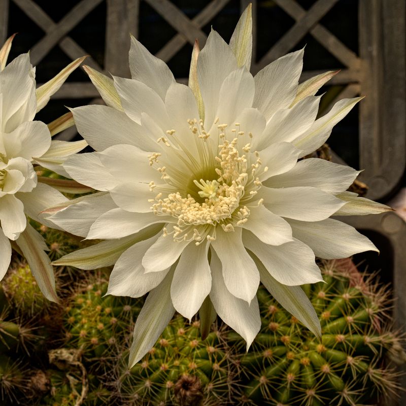 Echinopsis hybrid (White Flower)