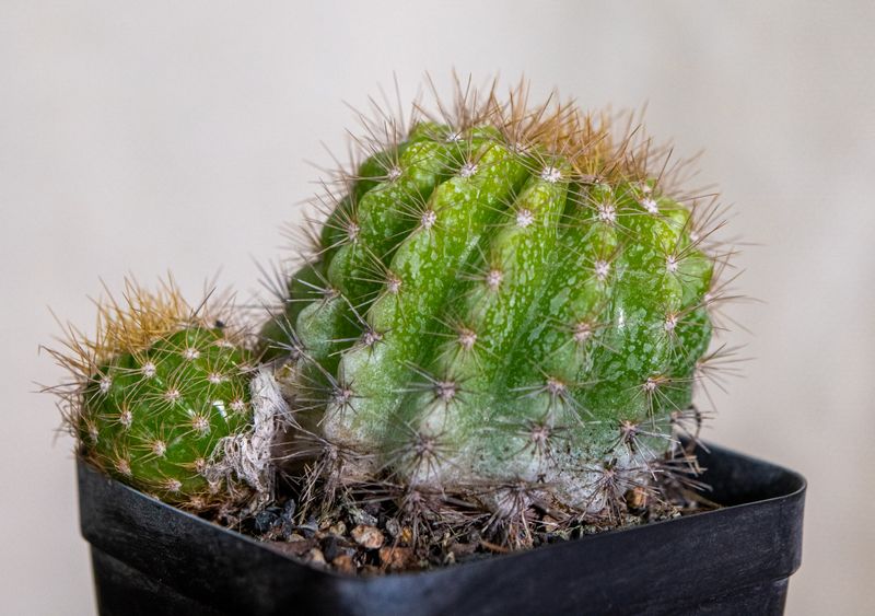 Echinopsis hybrid (White Flower)