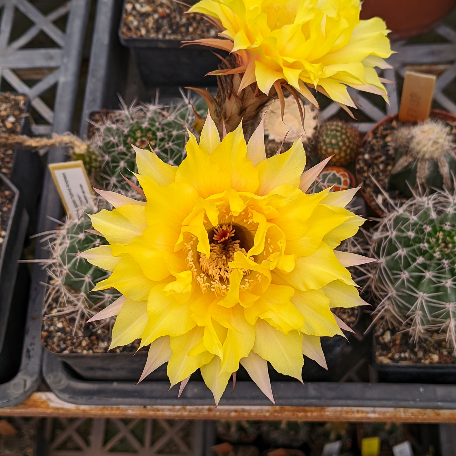 Echinopsis hybrid Andreas wessner