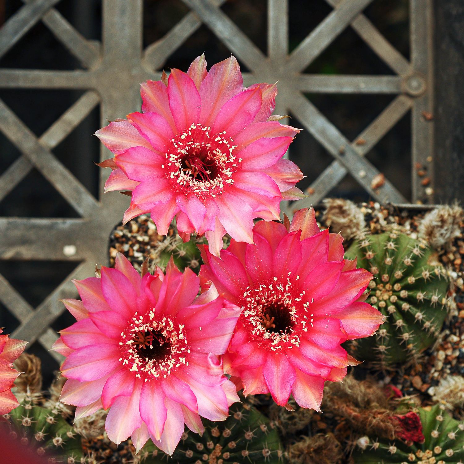 Echinopsis hybrid ESP 20-11-46