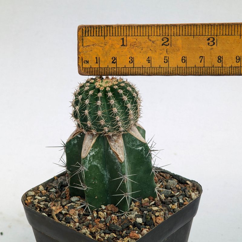 Echinopsis hybrid ESP 20-11-46 with ruler for size reference