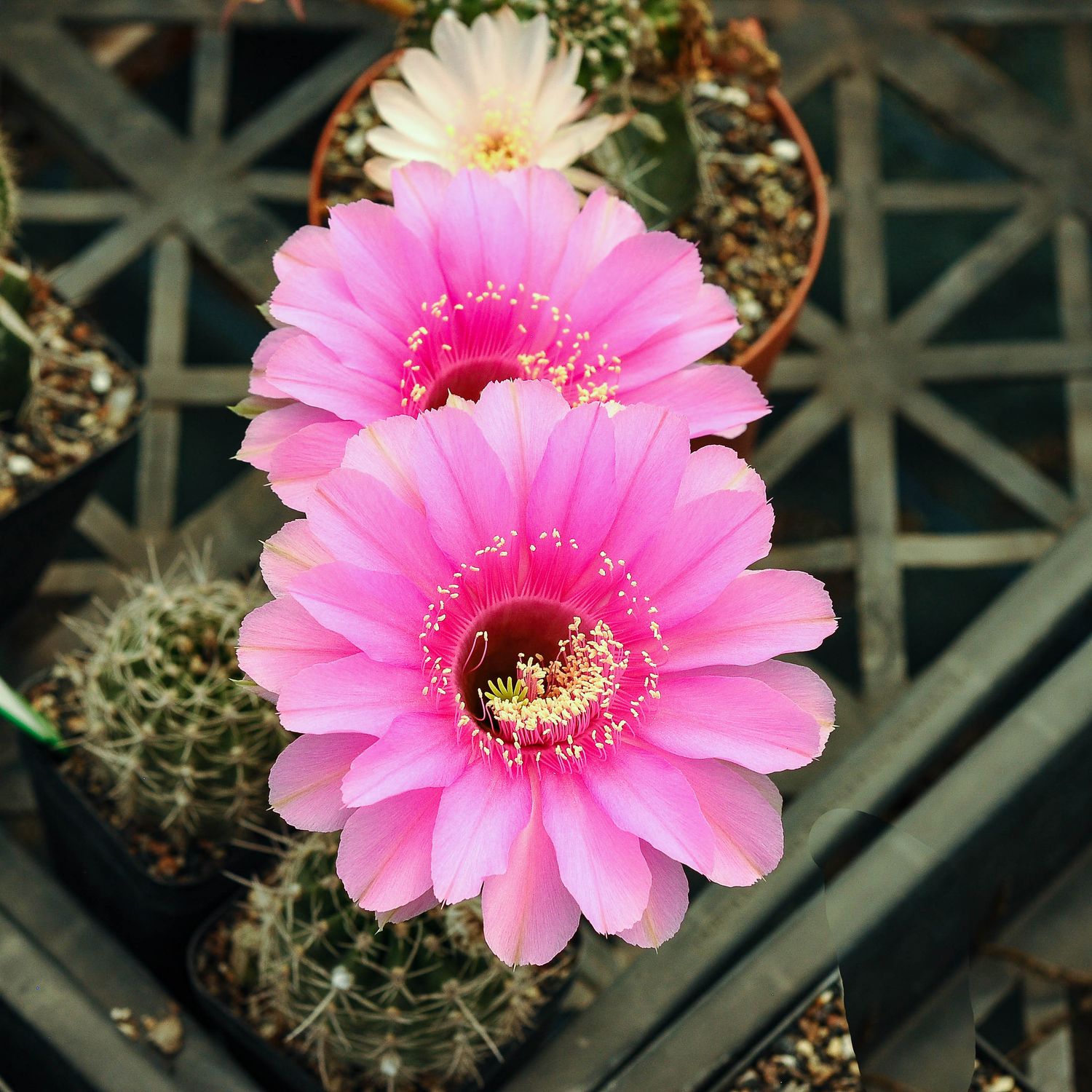 Echinopsis hybrid Syncopation Echinopsis hybrid Syncopation