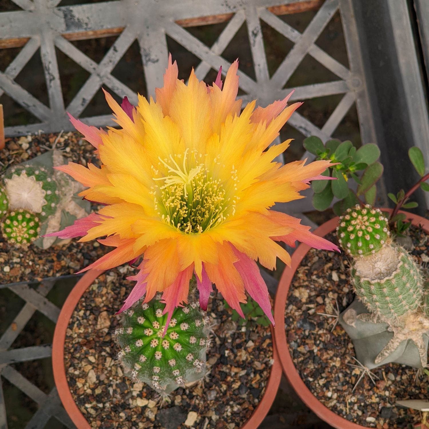 Trichocerous hybrid Super Apricot