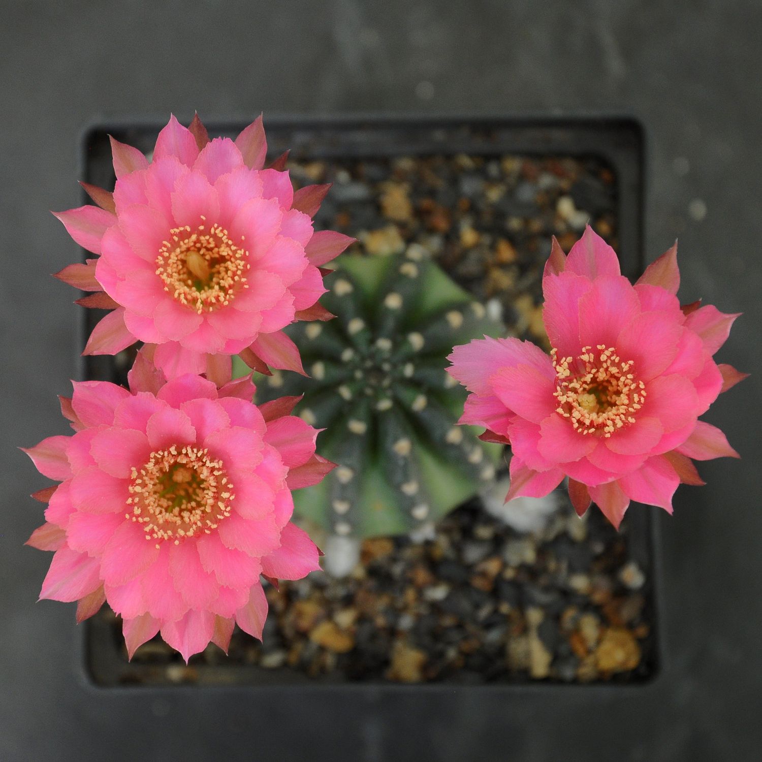 Pseudolobivia hybrid Pink