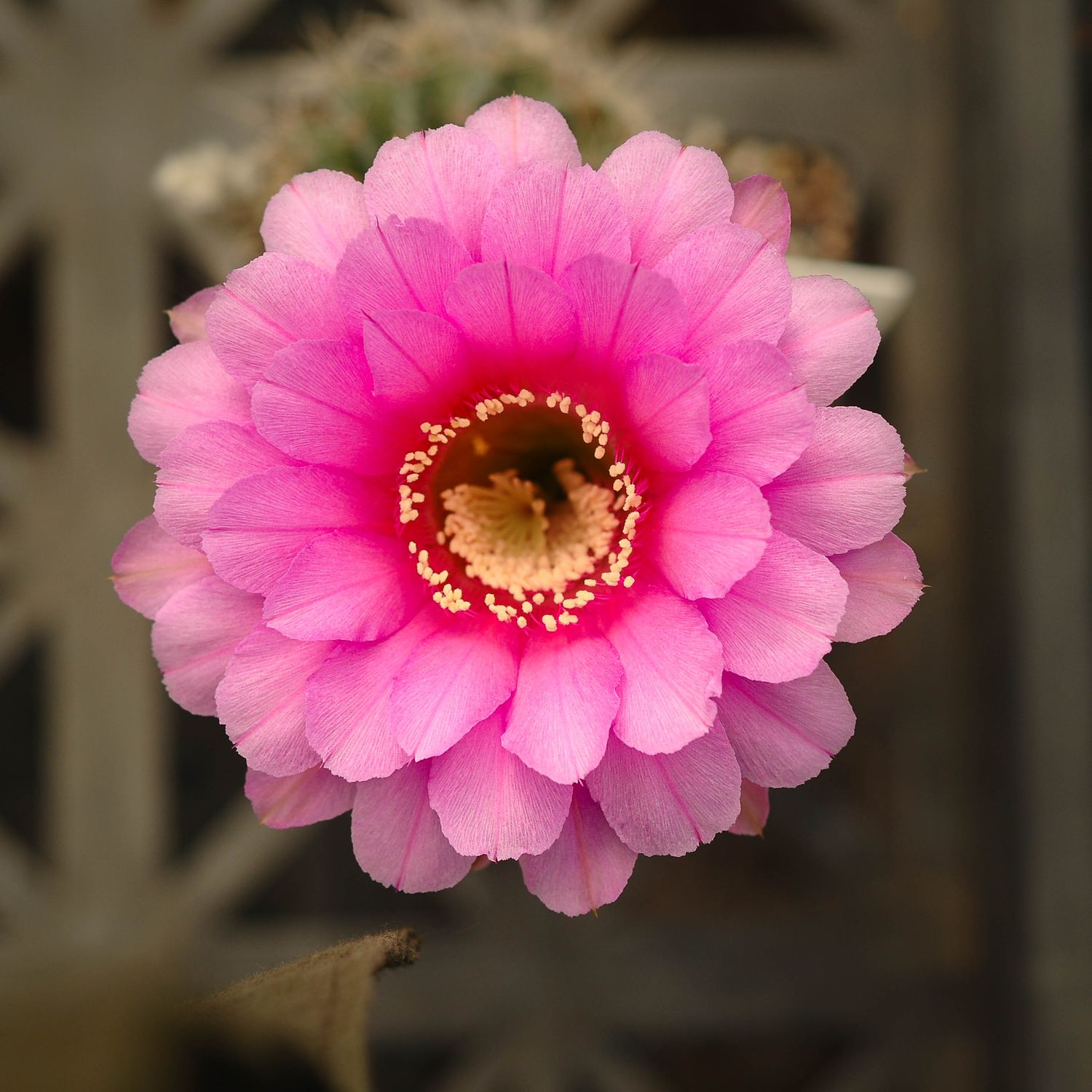 Echinopsis hybrid Tyche