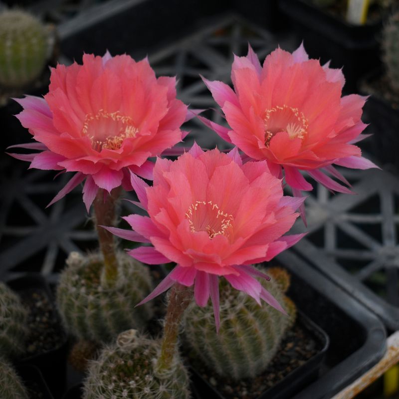 Echinopsis hybrid Ben Hur-FLOWER