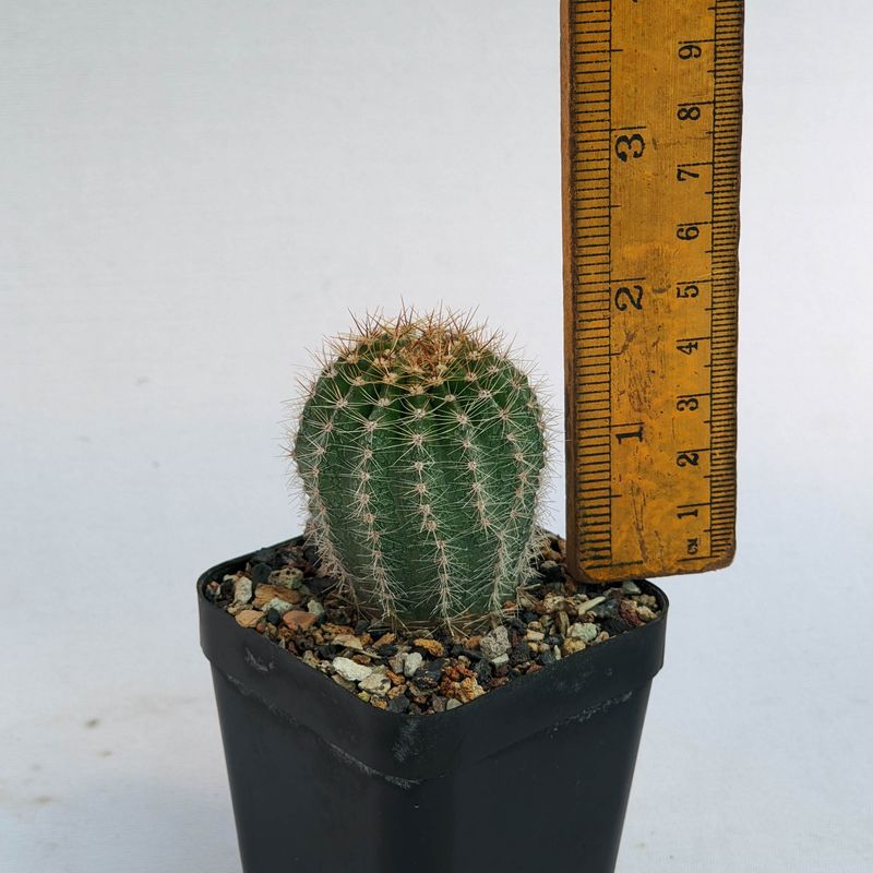 Echinopsis hybrid Ben Hur