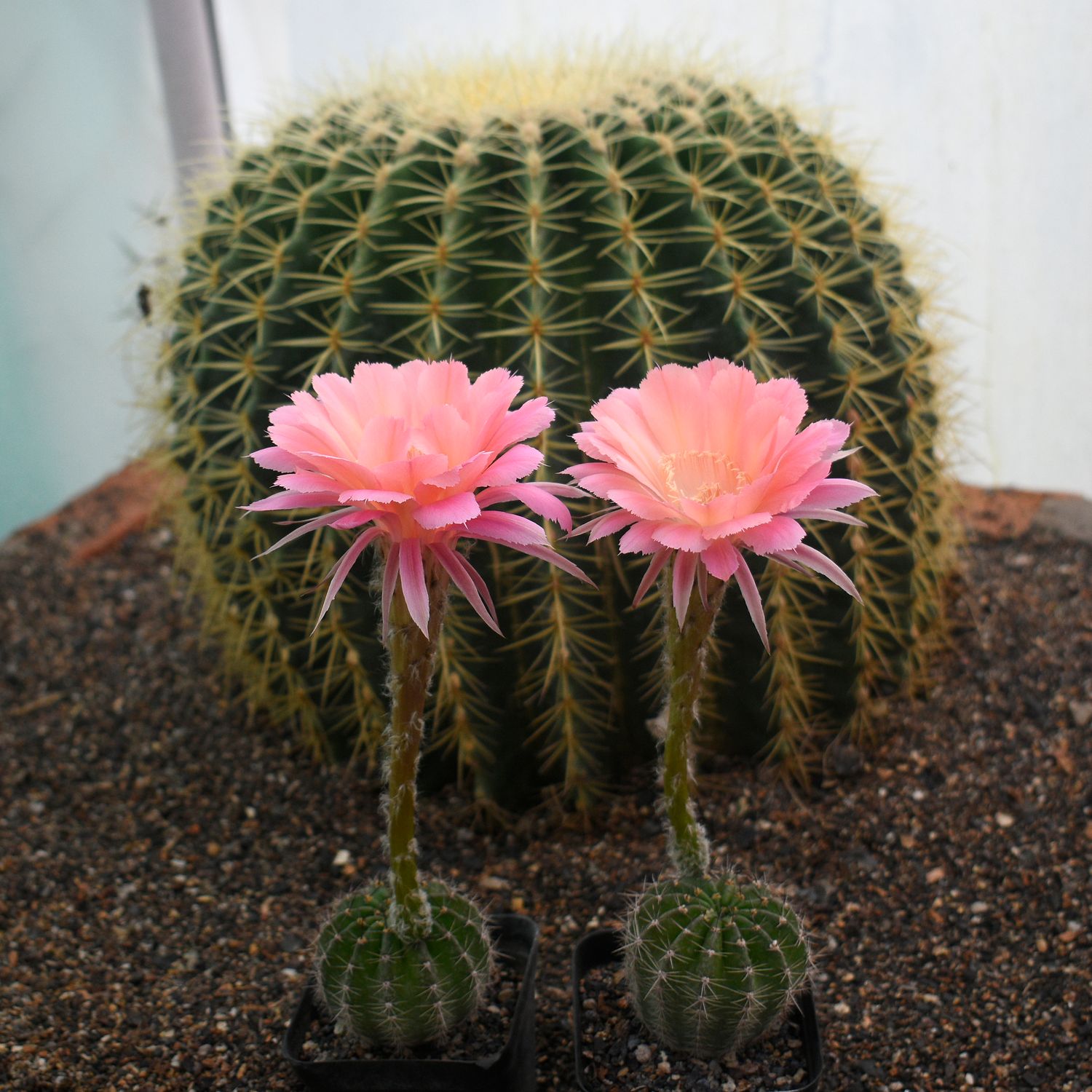 Echinopsis hybrid Sierra Skyline
