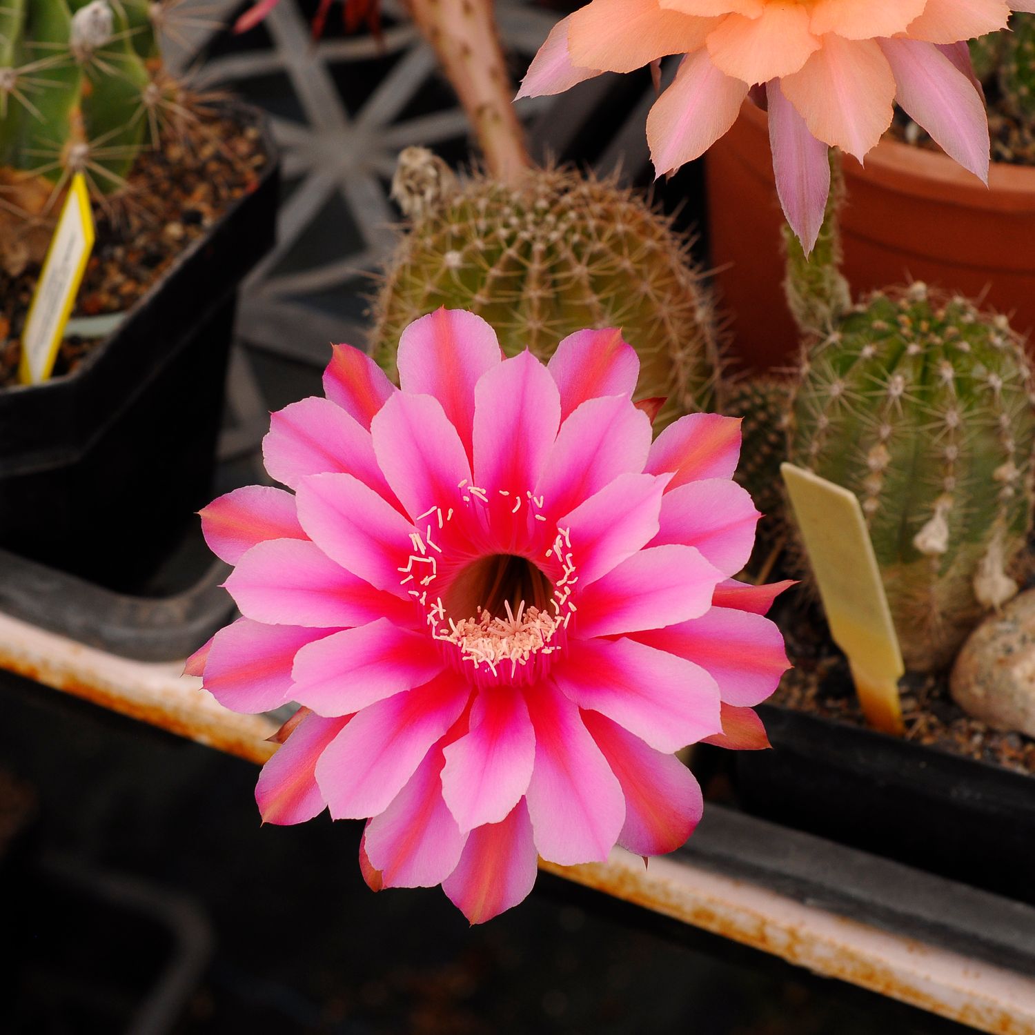 Echinopsis hybrid Marguerite in bloom with bright pink flower
