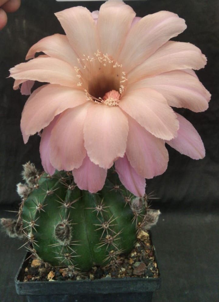 Echinopsis hybrid Gilly-FLOWER