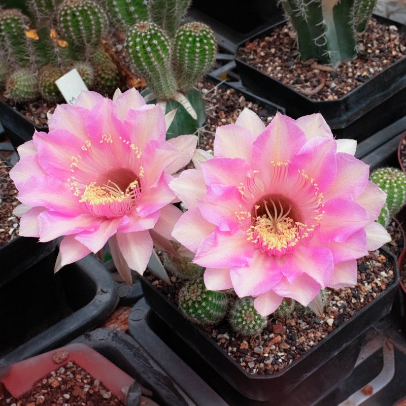 Echinopsis hybrid Ellaria