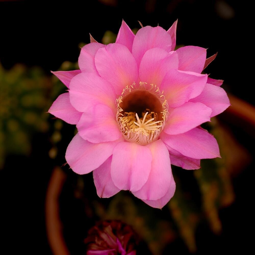 A vibrant Echinopsis 'Misty Mountain' cactus with a large, beautiful pink flower in full bloom