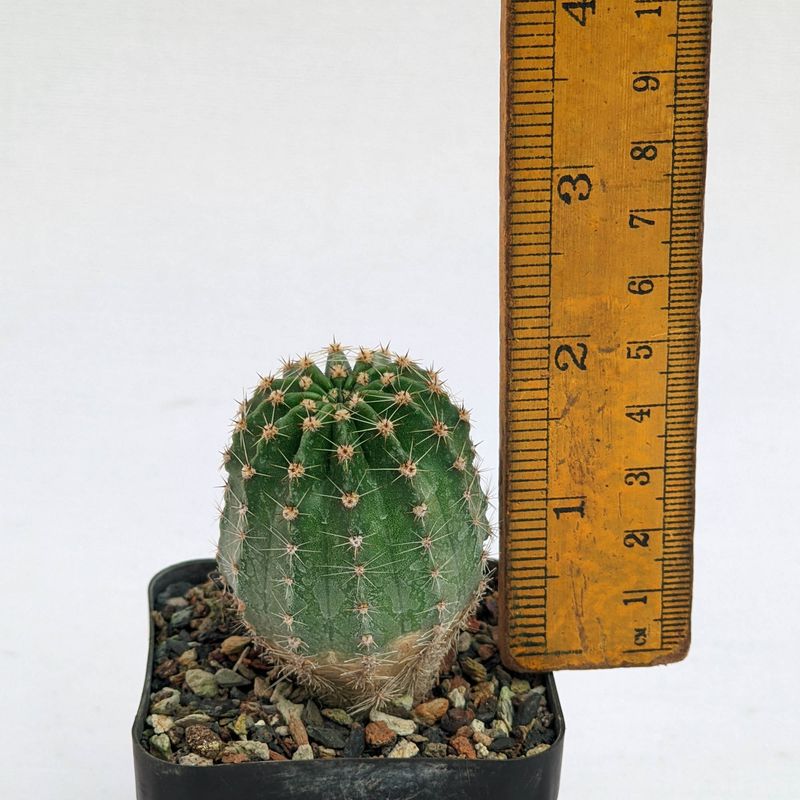 Echinopsis Hybrid Misty Mountain