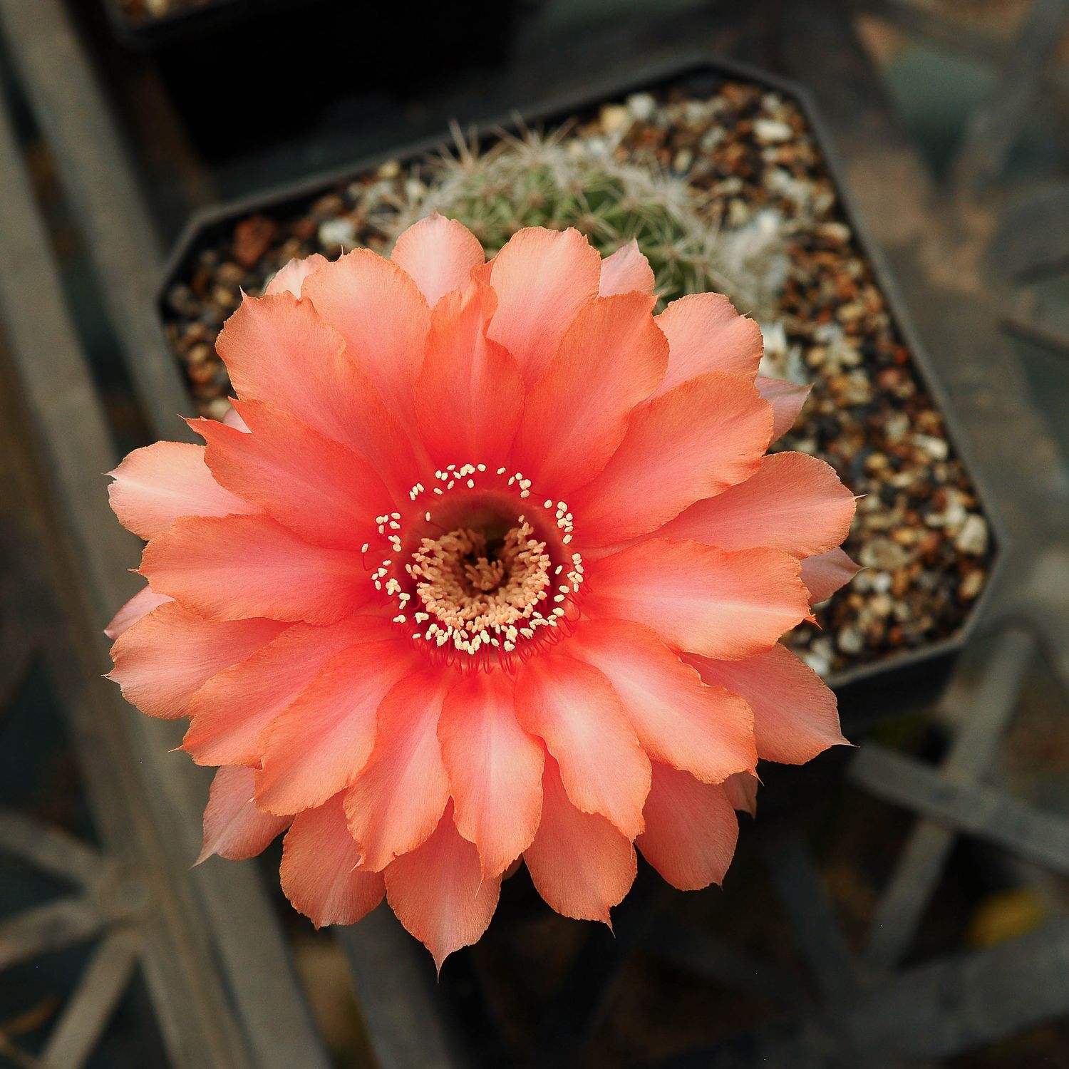 Echinopsis hybrid Helga