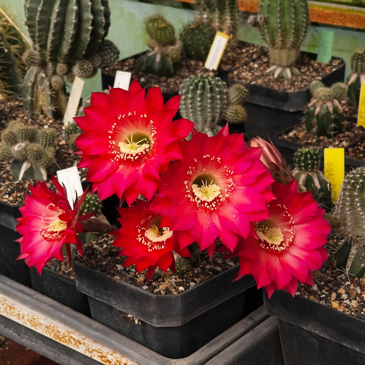 Echinopsis hybrid Ecbert