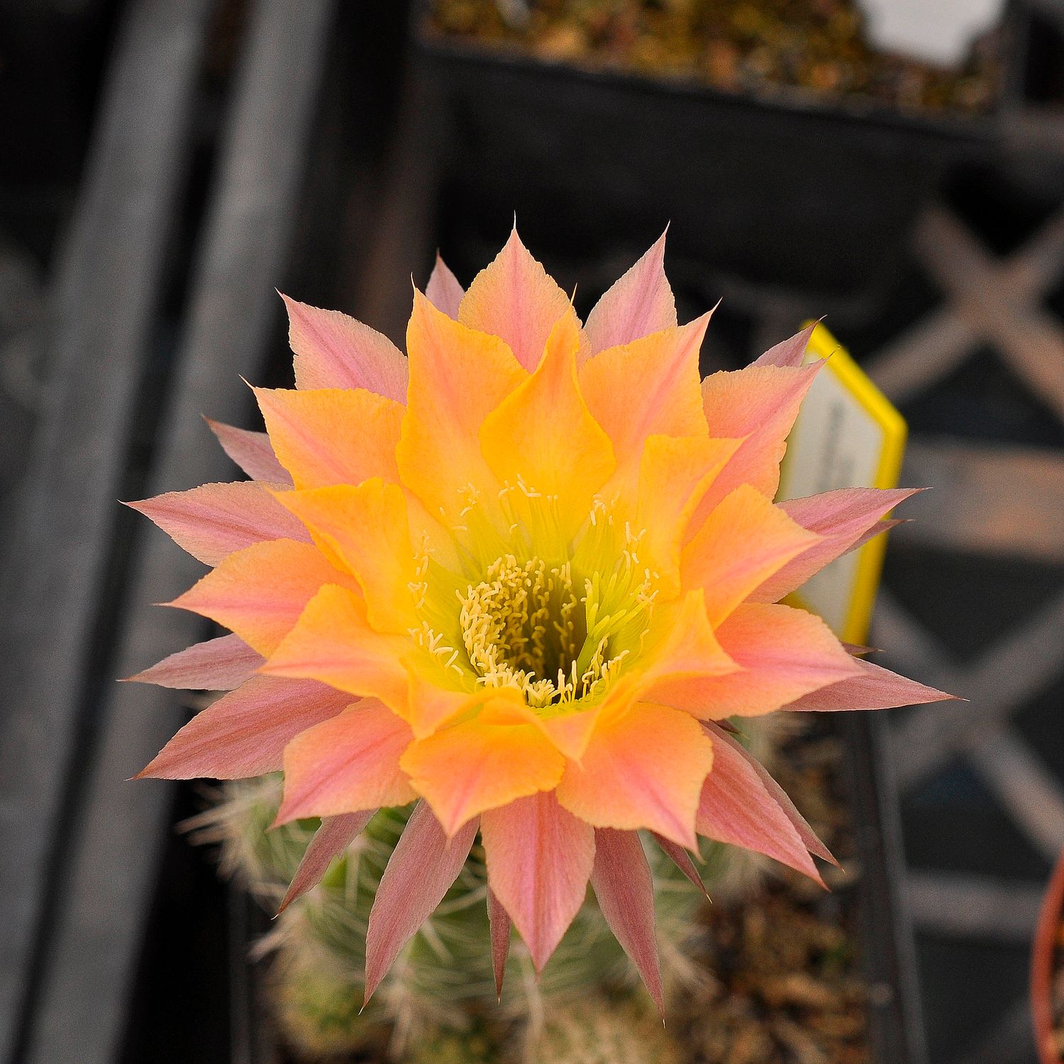Echinopsis hybrid Gyda Echinopsis hybrid Gyda