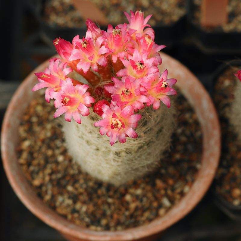 Eriosyce senilis in terra cotta pot top-down view