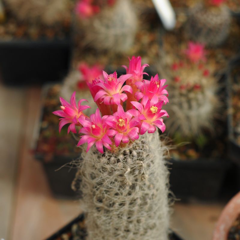 Eriosyce senilis close-up of flowering crown