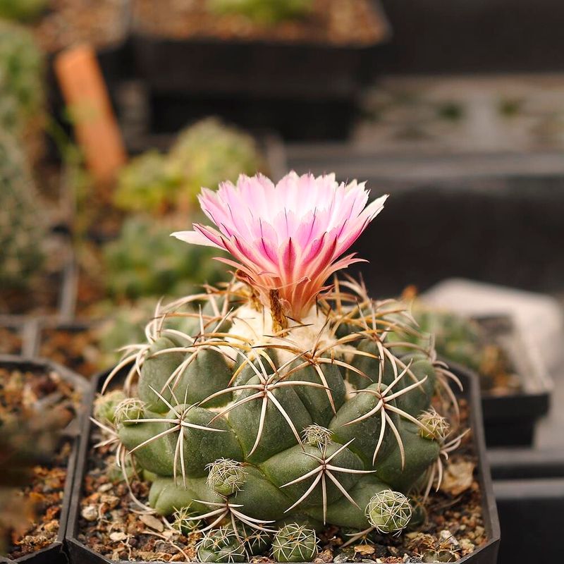 Coryphantha Elephantidens (Pink Flower) in nursery pot with single bloom