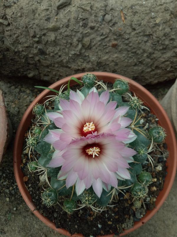 Coryphantha Elephantidens (Pink Flower) top-down view in terracotta pot with multiple pink petals