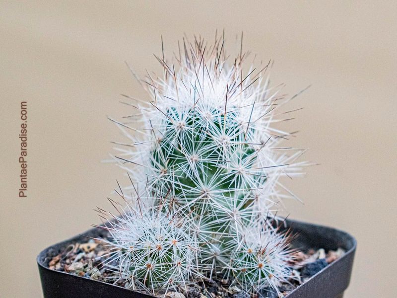 Escobaria zilziana in pot, front view