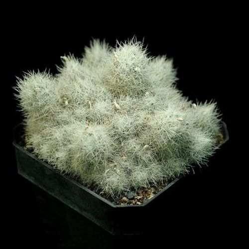 Escobaria zilziana top-down view showing full plant spread