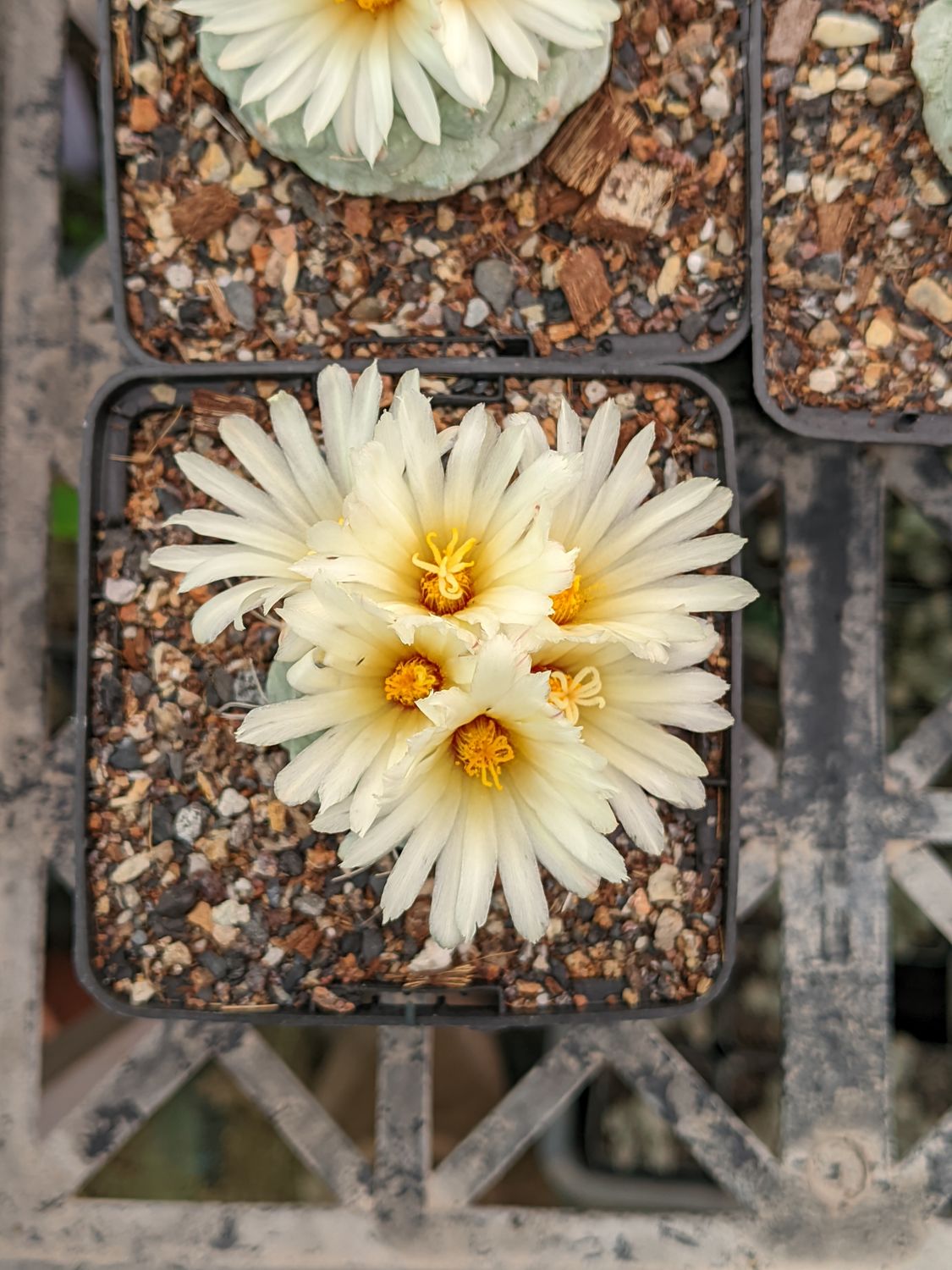 Seeds of Strombocactus disciformis