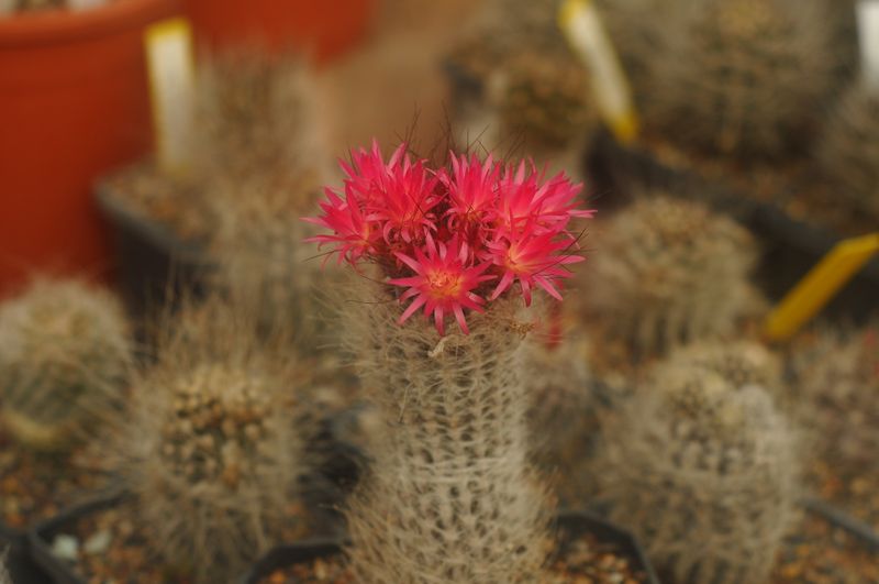 Eriosyce villosa KK51 Huasco Bajo in bloom with bright pink flowers