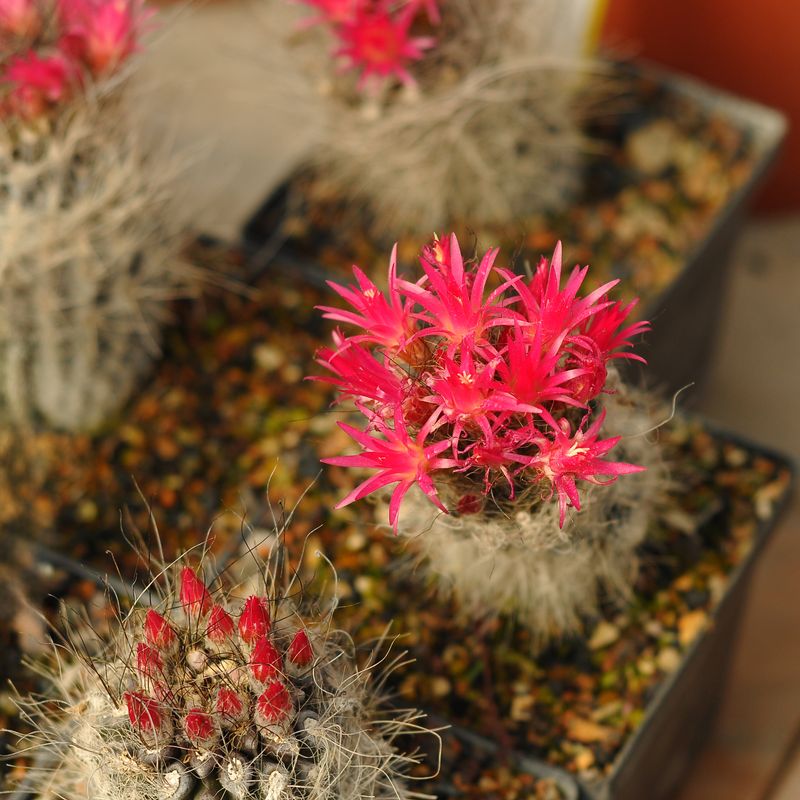 Eriosyce villosa KK51 Huasco Bajo showing multiple specimens in nursery pots with flowering clusters