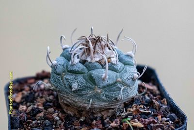 Seeds of Turbinicarpus polaskii MZ 706,La Bonita,San Luis Potosi
