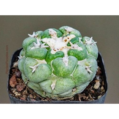 Coryphantha elephantidens cv. Tanshi Zougemaru A front view