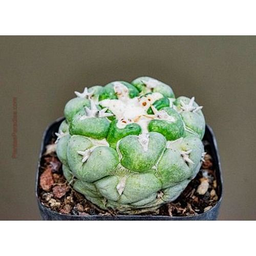 Coryphantha elephantidens cv. Tanshi Zougemaru A different angle