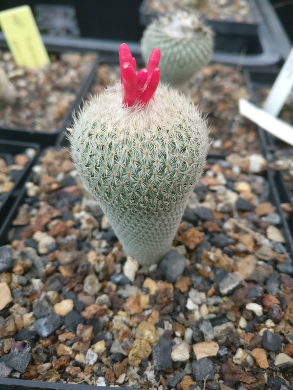Epithelantha micromeris side view